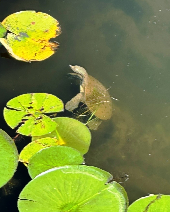 An eastern spiny softshell turtle spotted on Treetop Pond.