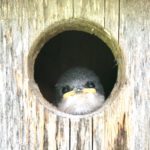 Tree Swallow