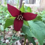 red trillium in the Woodland Wildflower Area